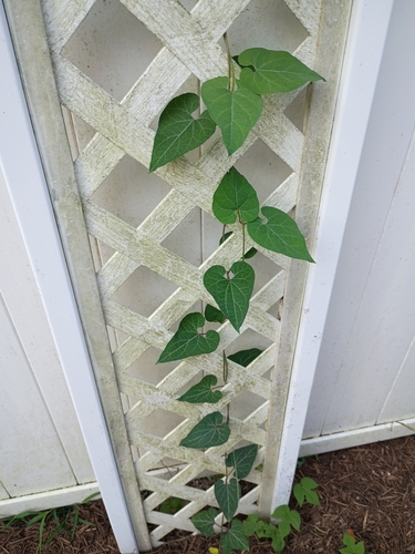 honey-vine climbing milkweed