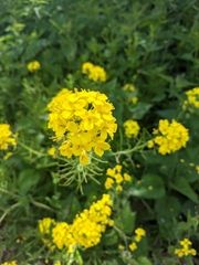 Brassica rapa