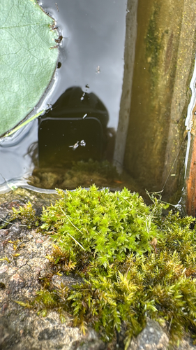 Long-leaved Thread Moss