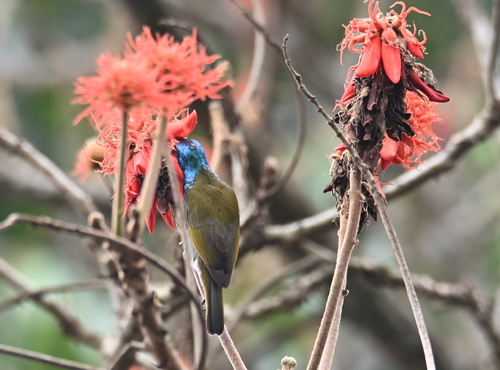 Green-headed Sunbird