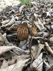 Morchella brunnea
