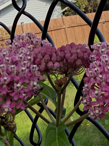 Bees