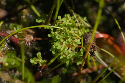 Radiola linoides, photograph 5