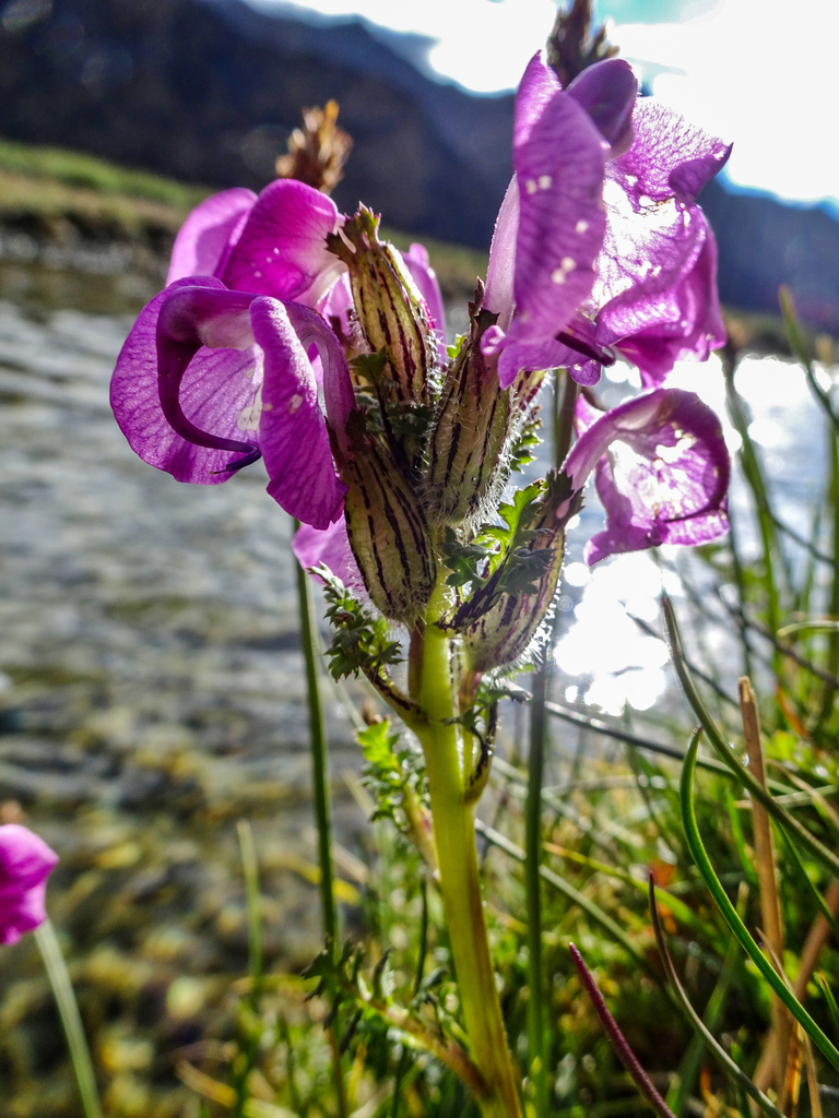 rattle lousewort