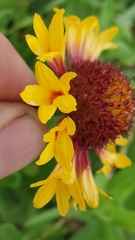 Gaillardia aestivalis