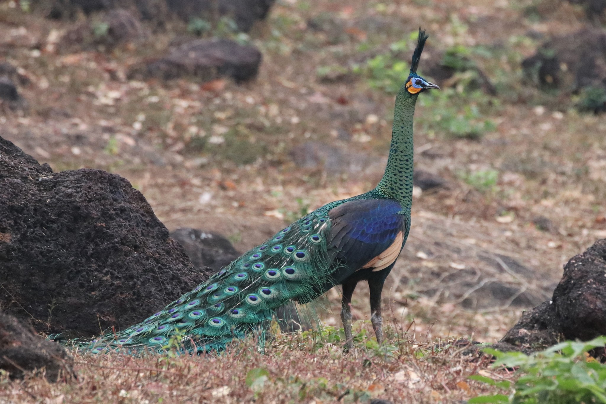 Green Peafowl illustration