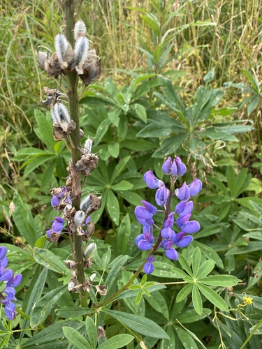 Large-leaved lupine