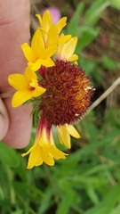 Gaillardia aestivalis