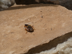 Rhodanthidium sticticum