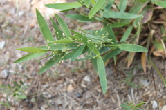 Dichanthelium commutatum