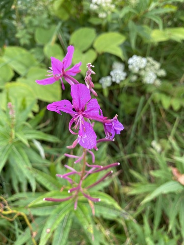 fireweed