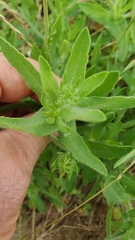 Gaillardia aestivalis