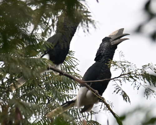 Black-and-white-casqued Hornbill