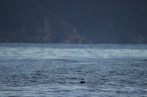 Indian Yellow-nosed Albatross (Thalassarche carteri), photo 2