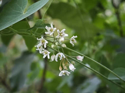 Stranglewort