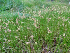 Carex praecox