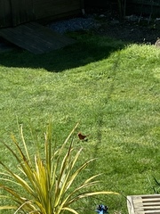 Cardinalis cardinalis cardinalis