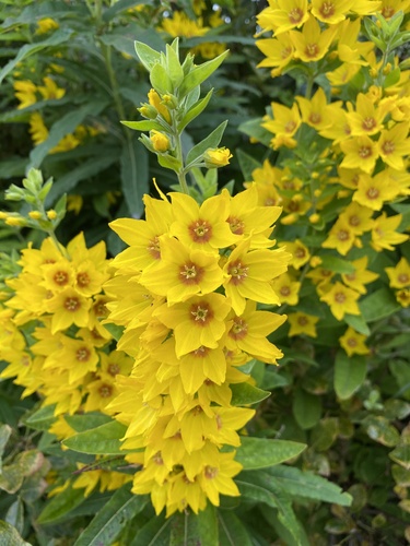 Dotted Loosestrife