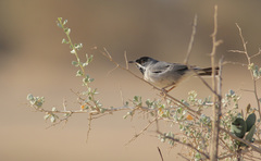 Curruca ruppeli