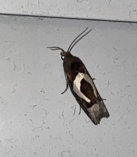 White-foot Bell