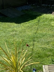 Cardinalis cardinalis cardinalis