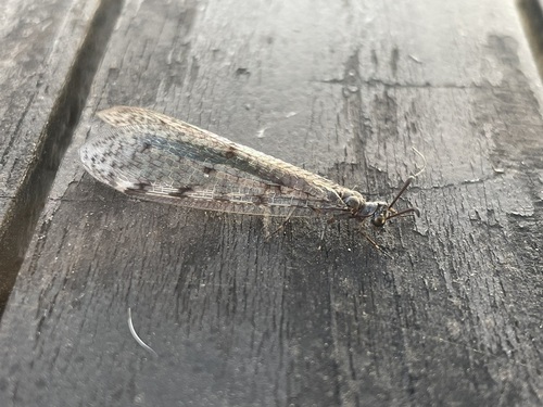 Spotted-wing antlion