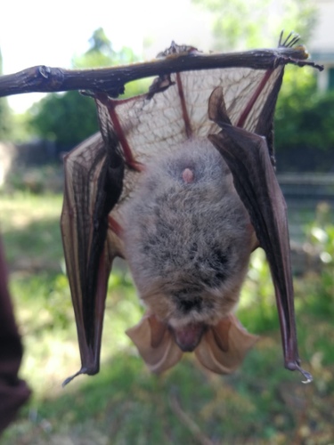 Grey Long-eared Bat, Forli' - Cesena, Emilia-Romagna, IT, photo 7 of 10