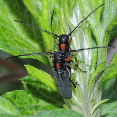 Phytoecia rufiventris