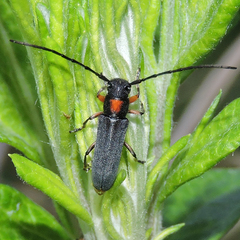Phytoecia rufiventris