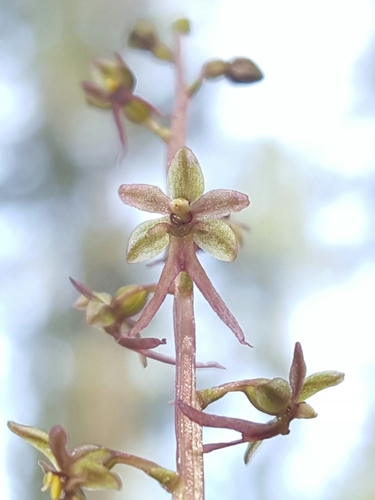 Heartleaf Twayblade