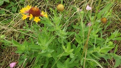 Gaillardia aestivalis