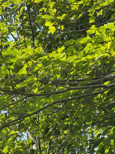 Red-eyed Vireo