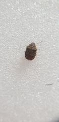 Sciocoris sideritidis