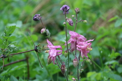 Aquilegia vulgaris