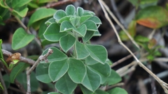 Indigofera tomentosa