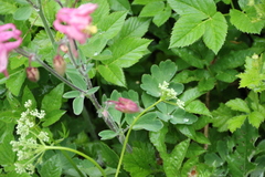 Aquilegia vulgaris