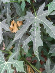 Cnidoscolus aconitifolius