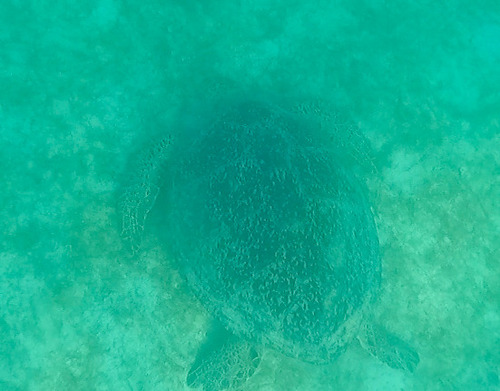 Green Sea Turtle