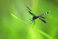 Erythrodiplax attenuata