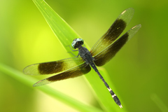 Erythrodiplax attenuata