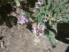 Astragalus utahensis