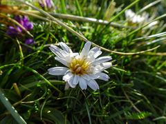 Taraxacum candidatum