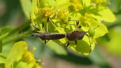 Dicranocephalus albipes