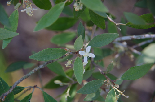 Image of Capparis incana by (c) Eric Knight, some rights reserved (CC BY)