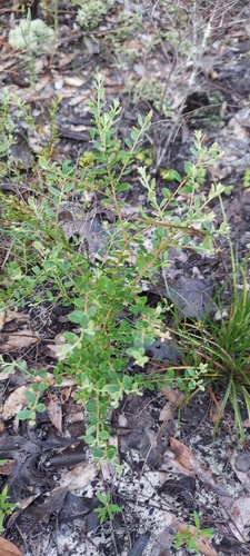 Vaccinium darrowii, photograph 3