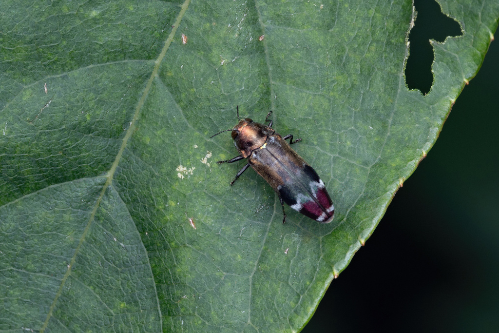 Coraebus yuanyunae