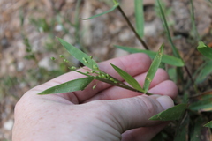 Dichanthelium commutatum