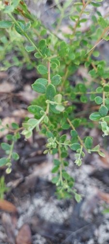 Vaccinium darrowii, photograph 4