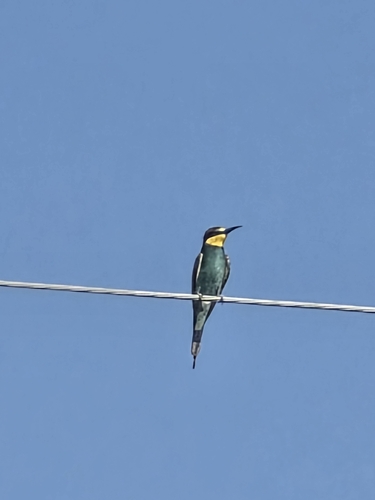 European Bee-eater
