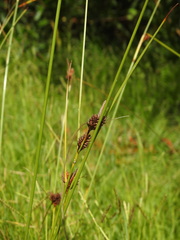 Carex extensa, photograph (c) Duarte Frade, some rights reserved (CC BY)